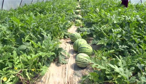 莲塘吃瓜网红事件最新,揭秘网络舆论风暴背后的真相